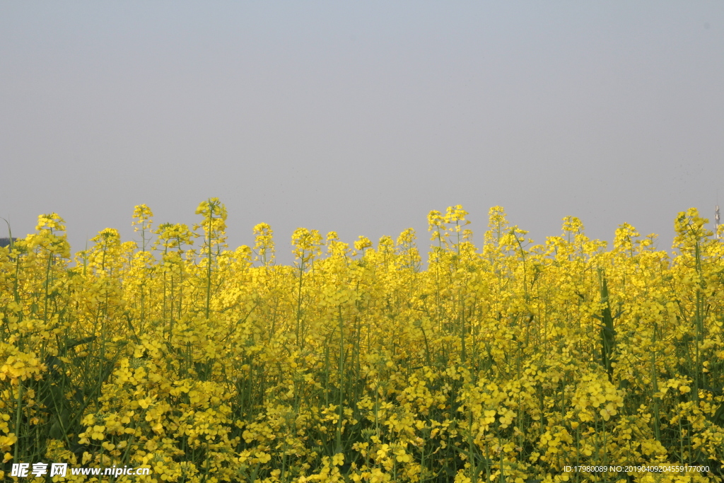金黄的菜花地