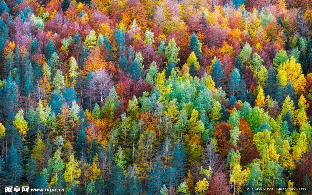 彩色森林  彩虹森林