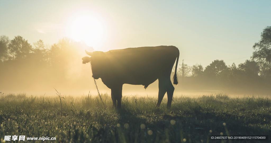 牛图片