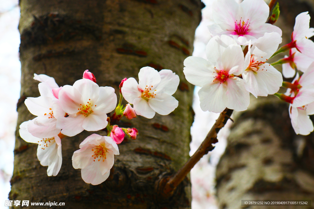 十里樱花作意开
