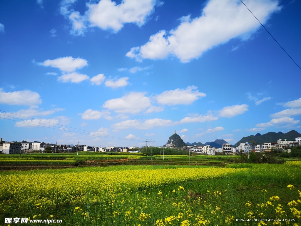 蓝天白云油菜花
