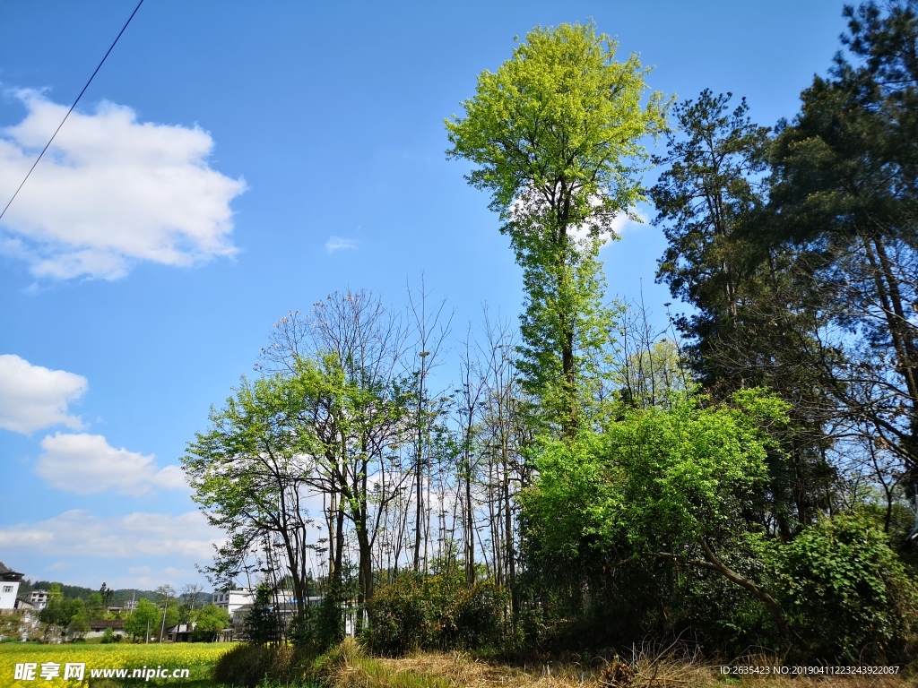 蓝天树木