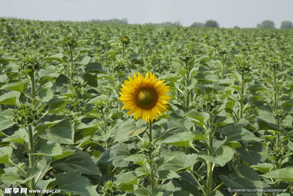 一朵盛开的向日葵花图片