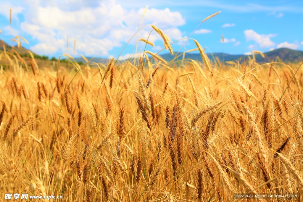 小麦植物麦田野风光乡村图片