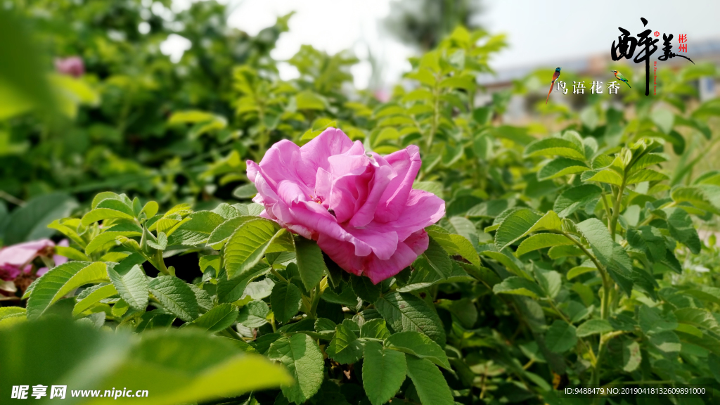 醉美彬州—鸟语花香