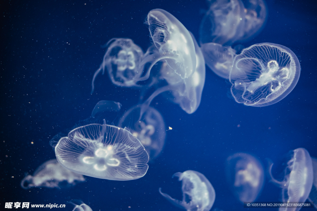 蓝色海底的水母