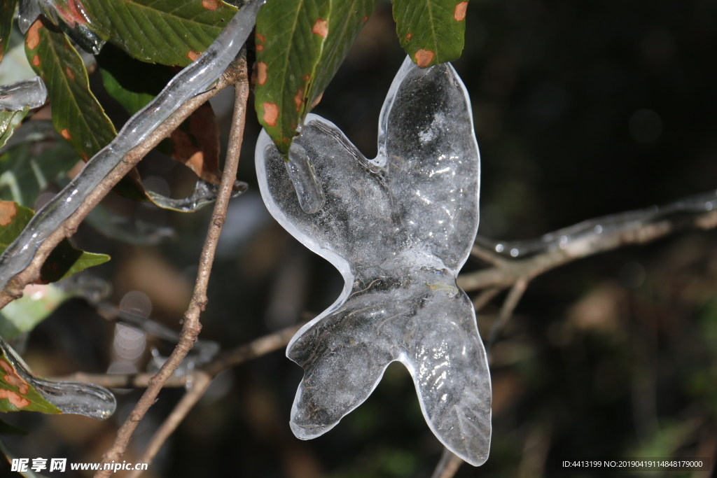 冰蝴蝶