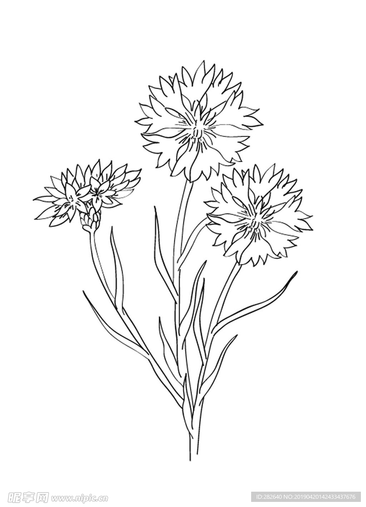 矢量白描矢车菊