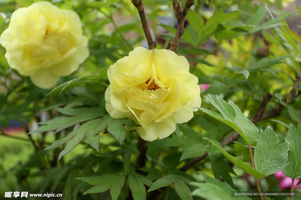 黄色牡丹