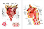 口腔鼻腔解剖图