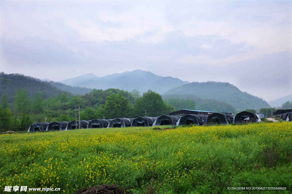 大山里的香菇基地