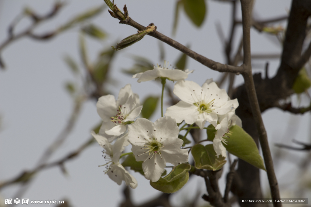 梨花