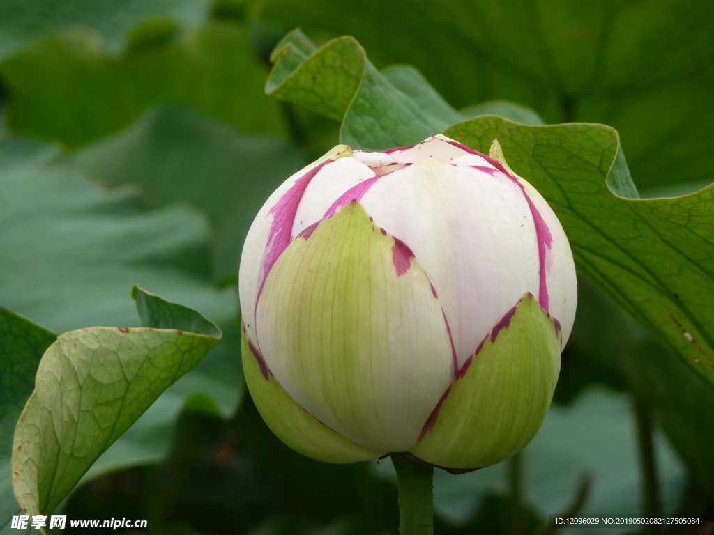 荷花 花卉 荷叶 莲蓬 花草