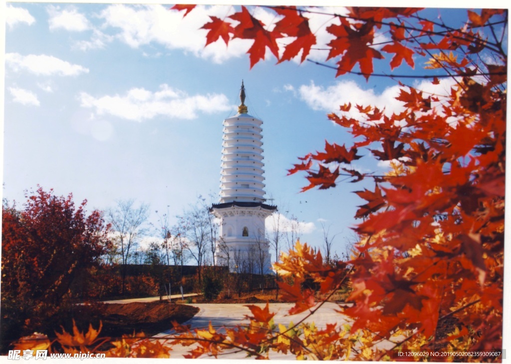 白塔 枫叶 叶子