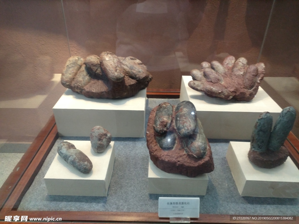 河源恐龙博物馆 各种恐龙蛋化石