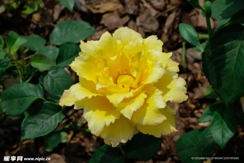 黄玫瑰花