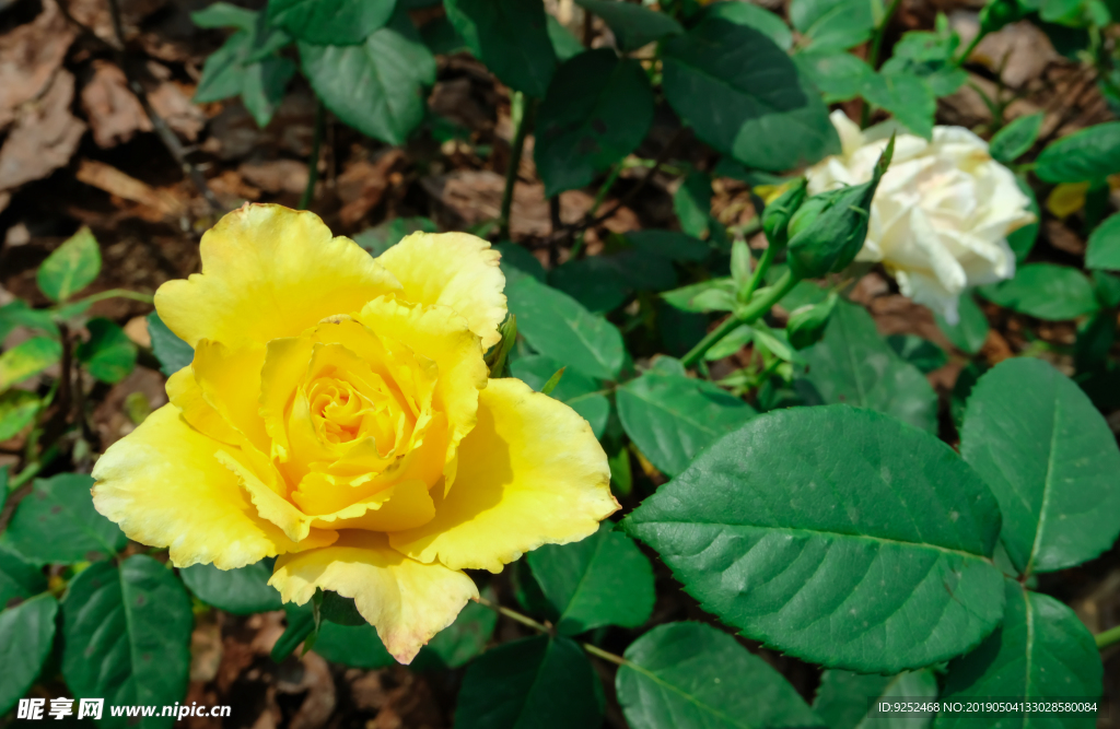 黄玫瑰花
