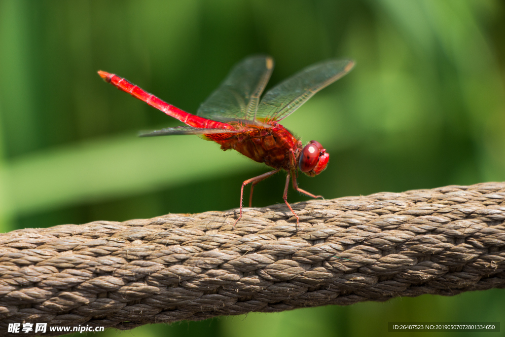 蜻蜓 红青蜓 昆虫 自然摄影