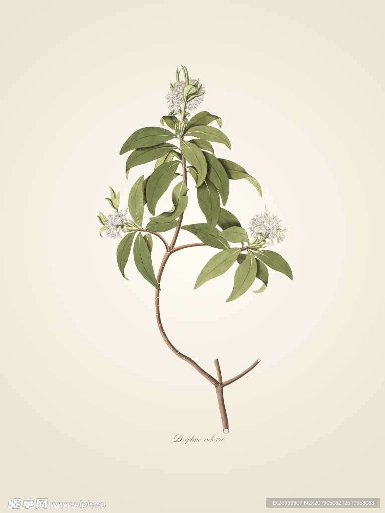 白花绿叶植物 装饰画