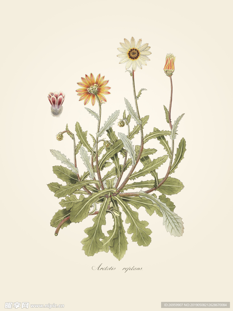 太阳花植物 装饰画