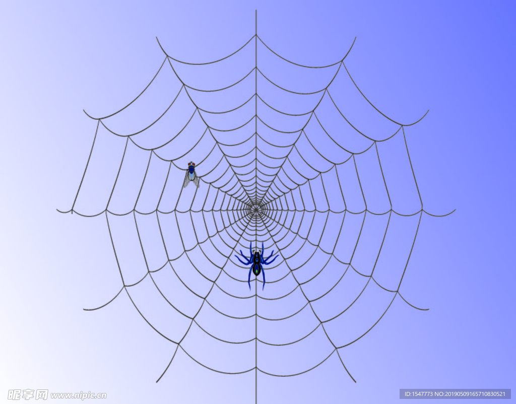 蜘蛛网