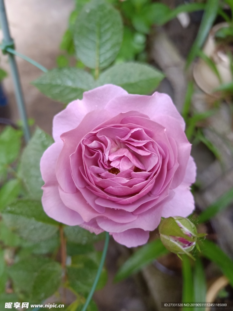 薰衣草花环月季