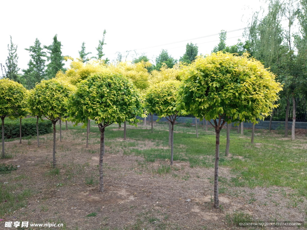 郁郁葱葱小榆树