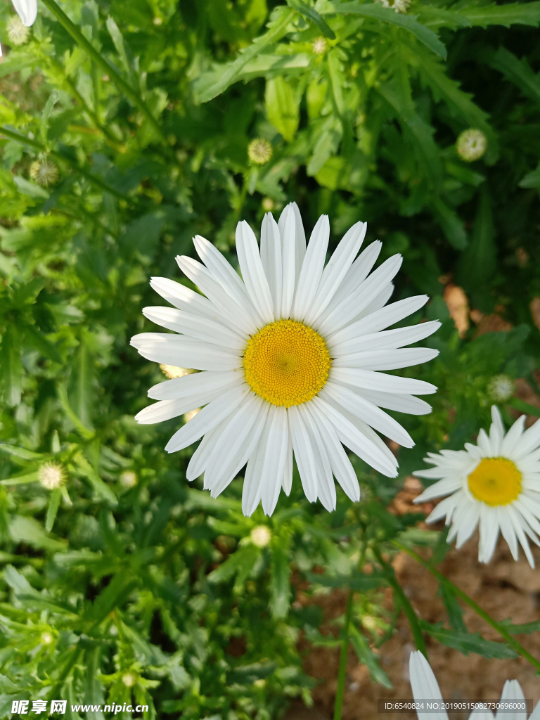 园林绿化路旁小花特写