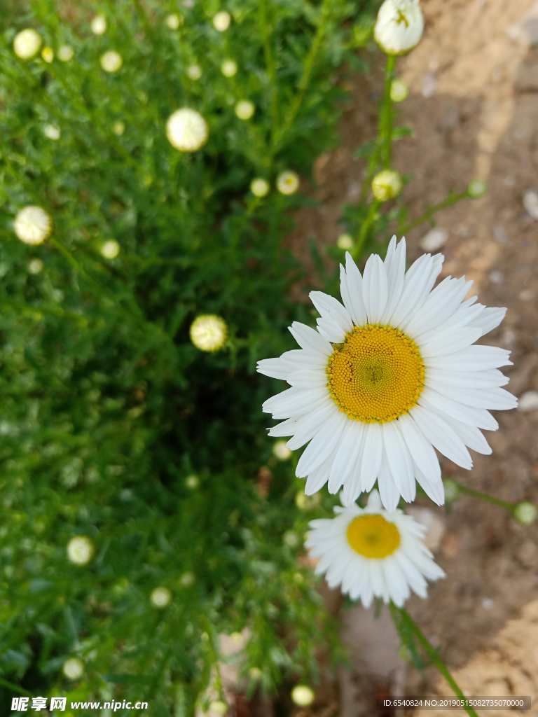 园林绿化小花特写