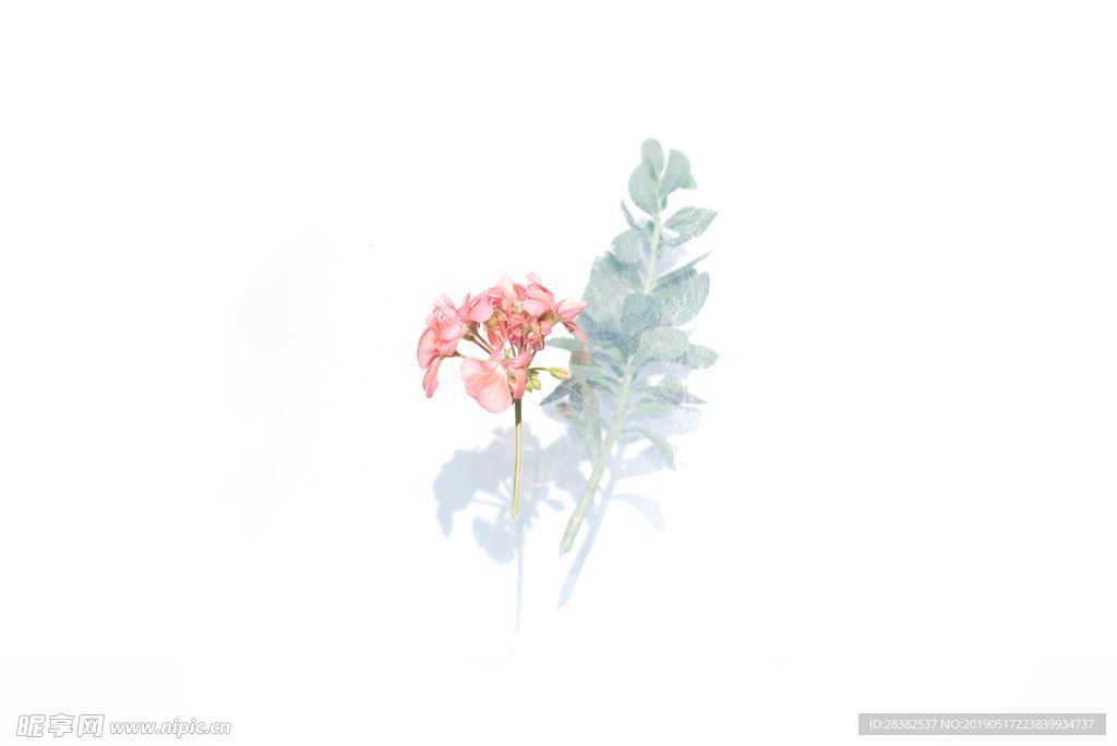 花卉海报背景素材