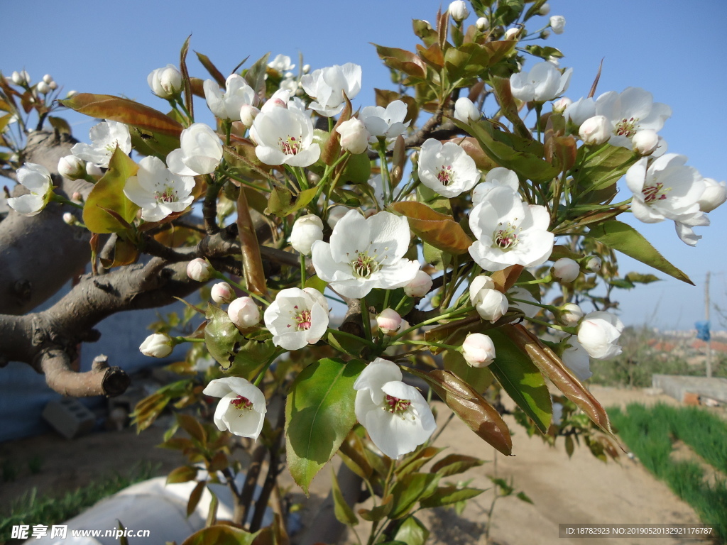 山东省苹果花开
