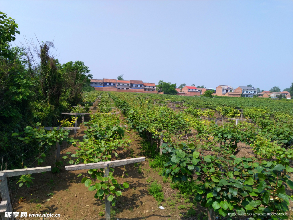 蓝天下的猕猴桃果园