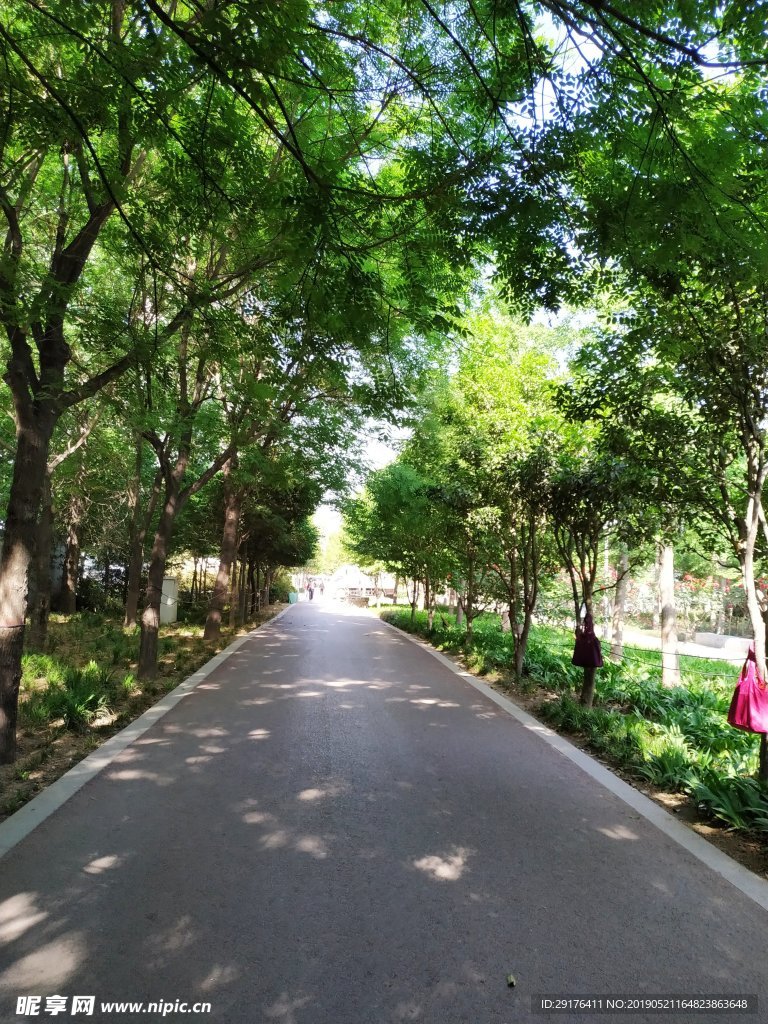 林荫道路