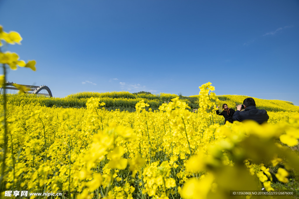 城市油菜花海