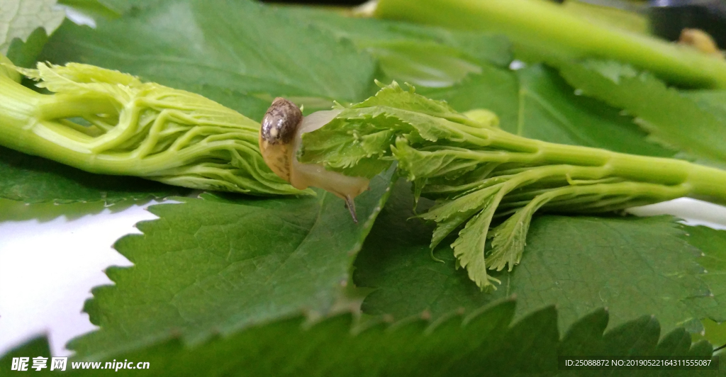 蜗牛 绿叶