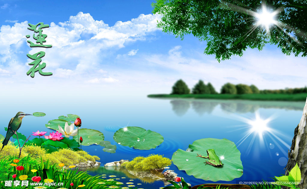 睡莲 湖 湖水  花草