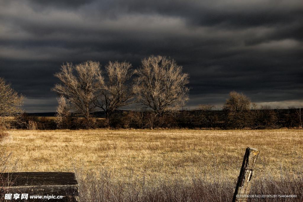 草原枯树