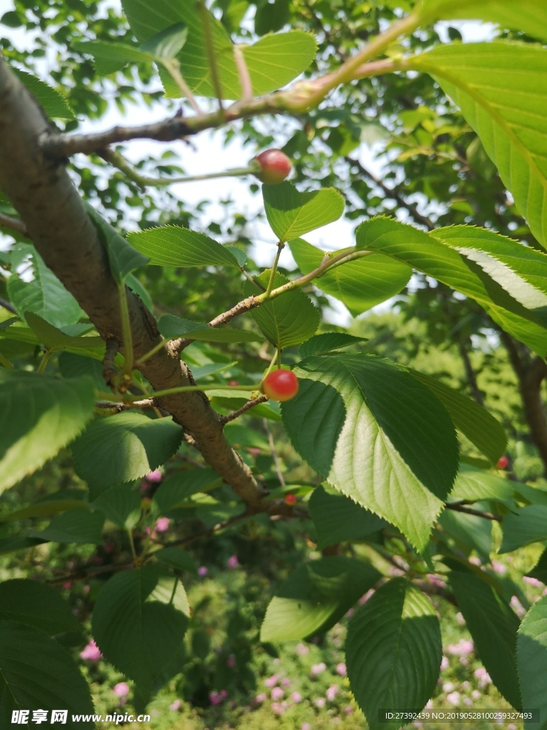 晚樱树叶与樱桃