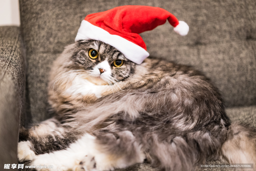 戴圣诞帽子的猫