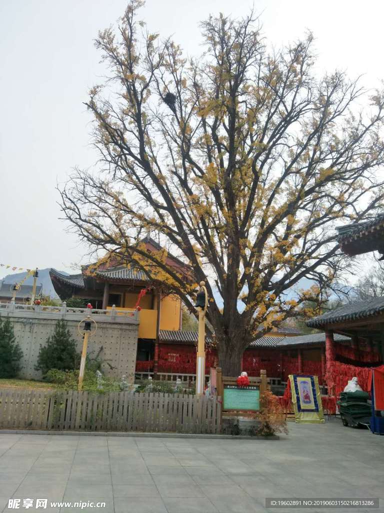 峆垆寺银杏树