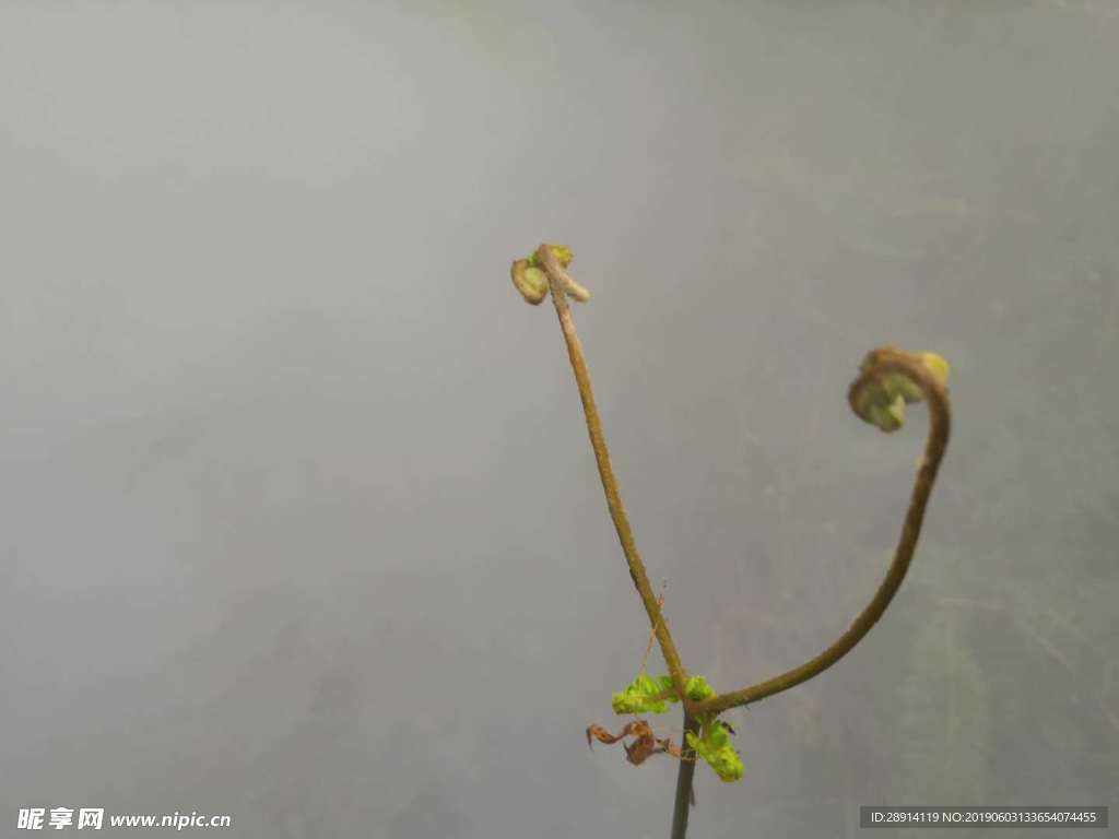 生命力强盛的绿植