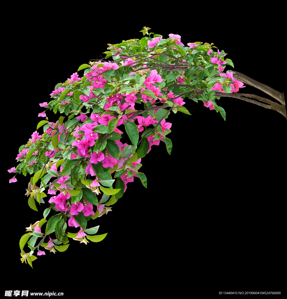 效果图后期ps素材三角梅带通道