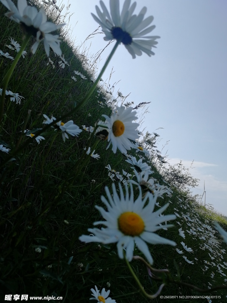 白色 野花 背景  阴阳