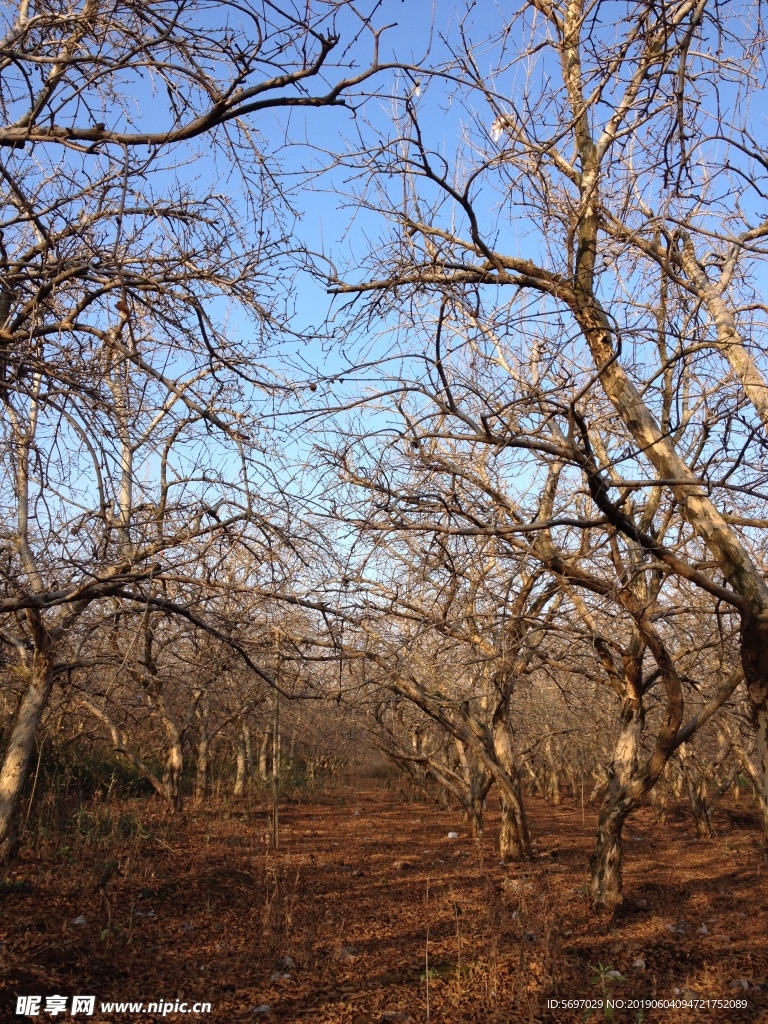 枯树林  树林  林地  石榴