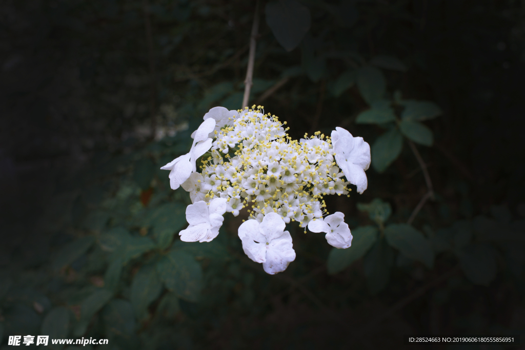 小白花   电脑桌面   背景