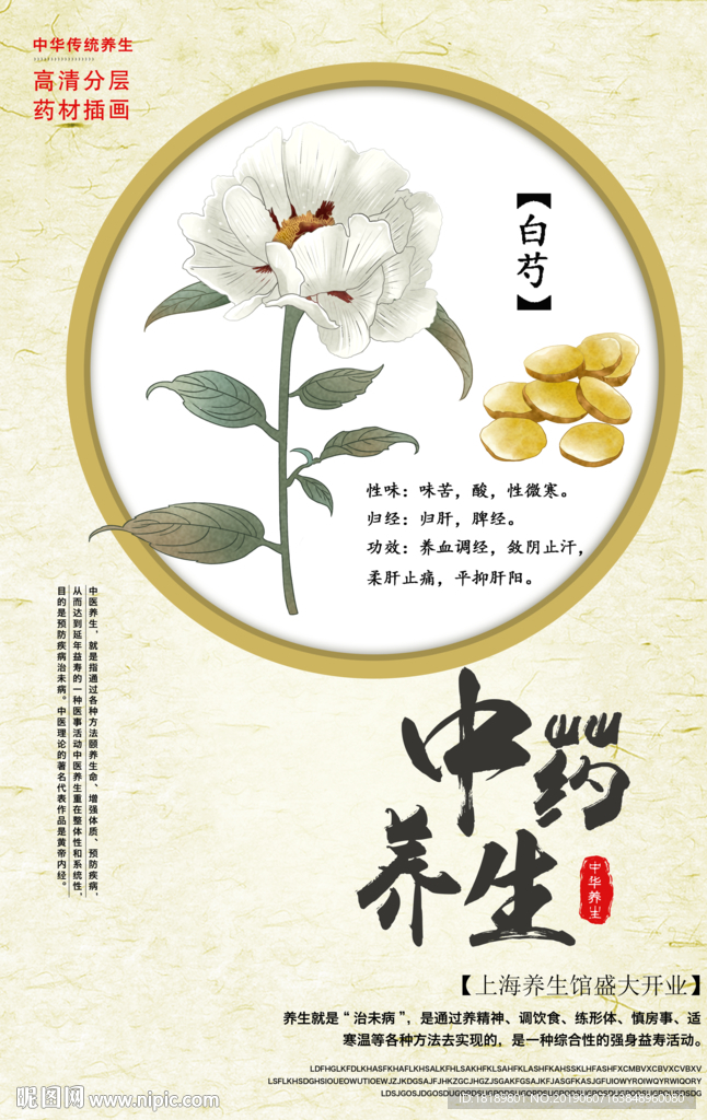 手绘白芍