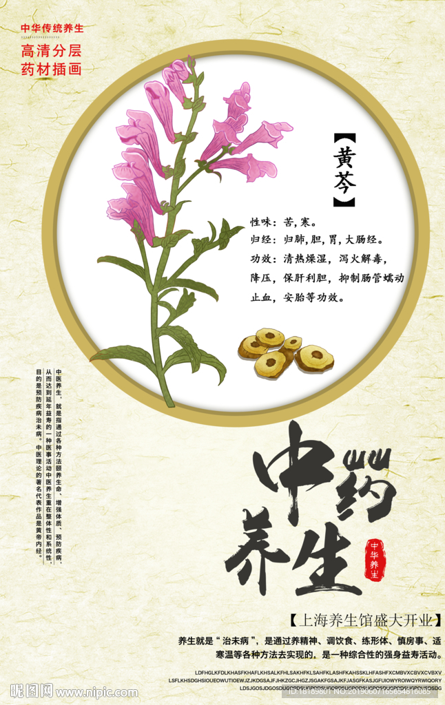 手绘黄芩