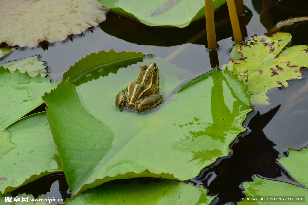 荷塘青蛙