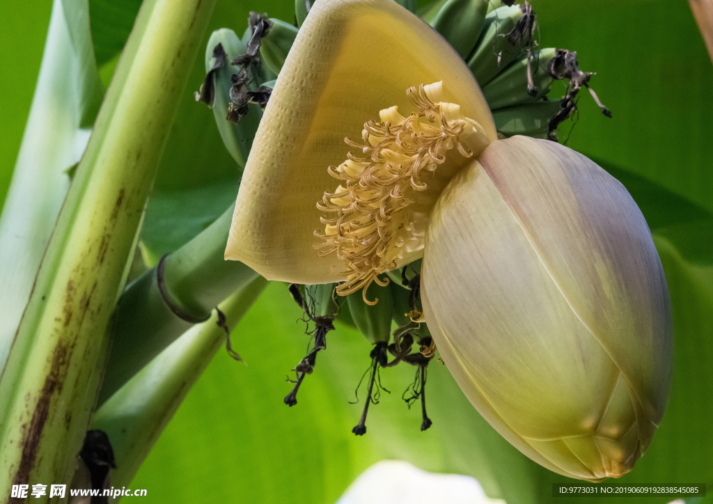 香蕉花