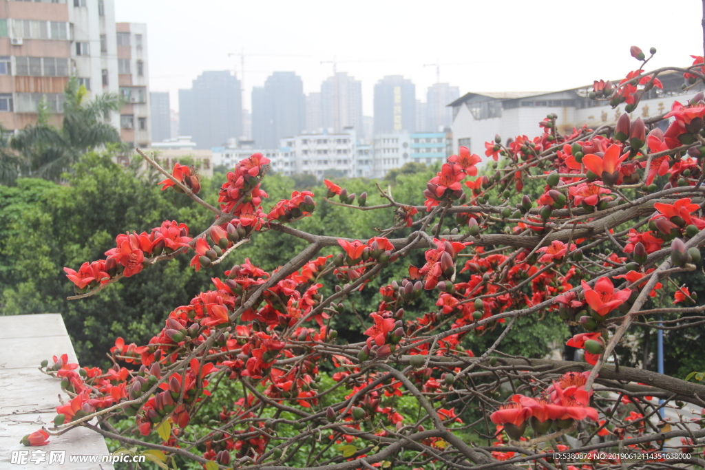 木棉花